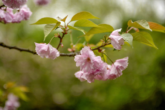 粉色樱花