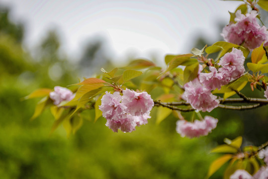 粉色樱花