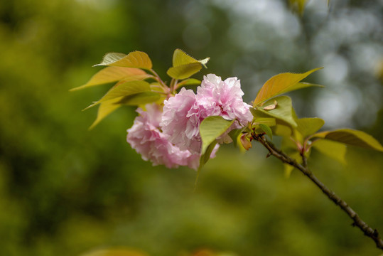 粉色樱花