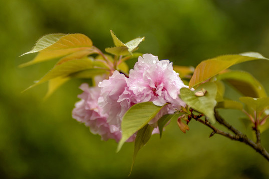 粉色樱花