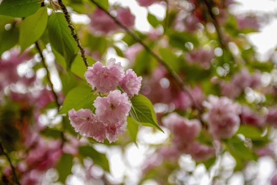 粉色樱花