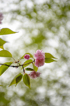 粉色樱花