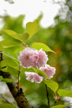 粉色日本樱花