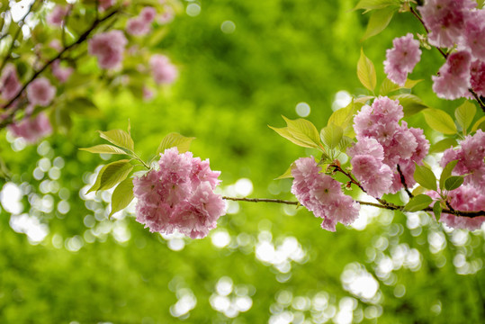 粉色樱花