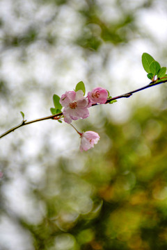 粉色樱花