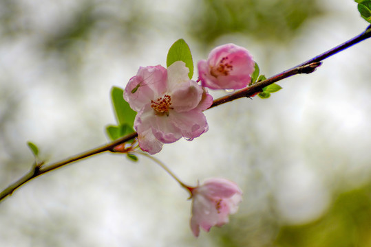 粉色樱花