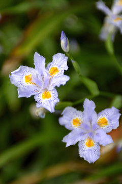 鸢尾花