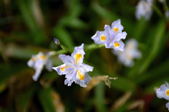 鸢尾花