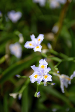 鸢尾花