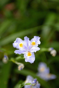 白色鸢尾花