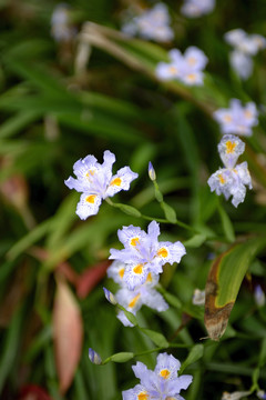 鸢尾花