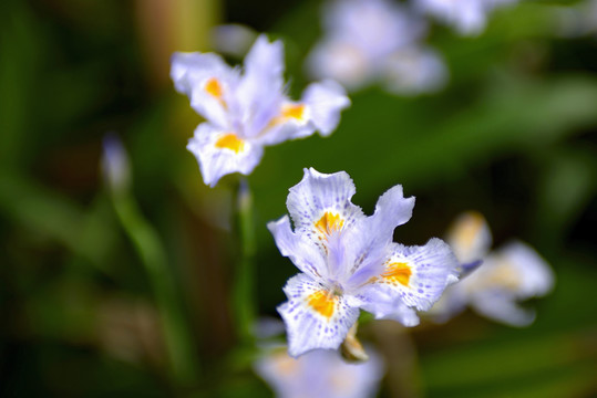 鸢尾花