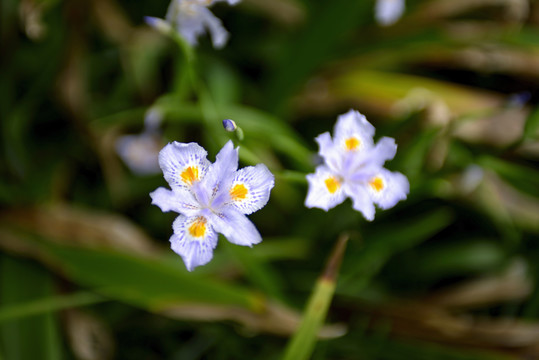 白色鸢尾花