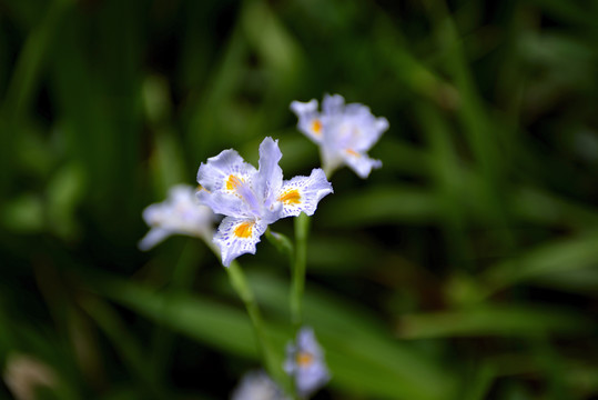 鸢尾花