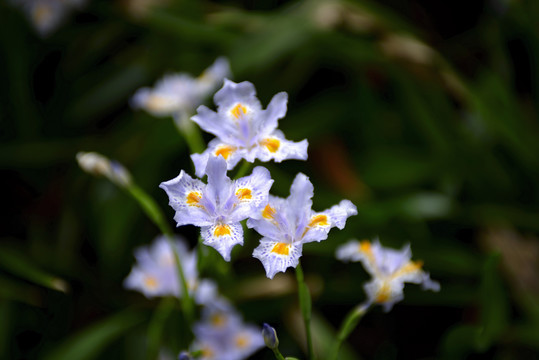 鸢尾花