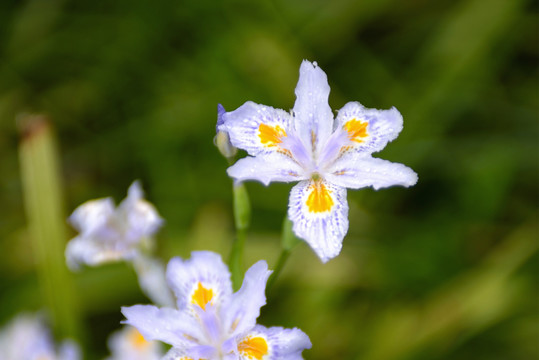 鸢尾花