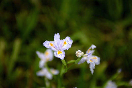 鸢尾花