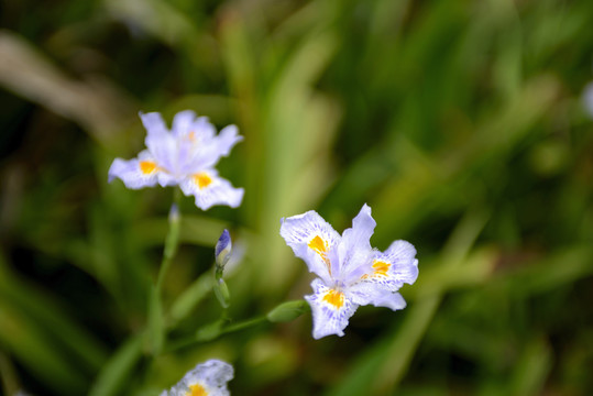 鸢尾花