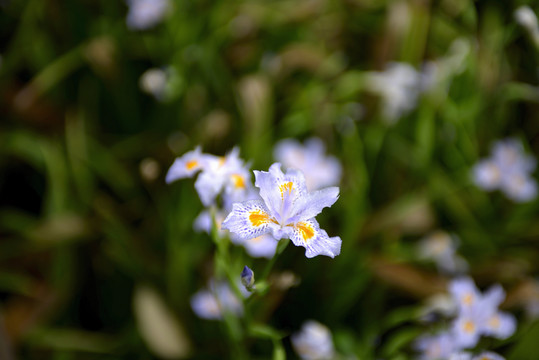 鸢尾花