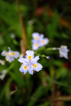 鸢尾花