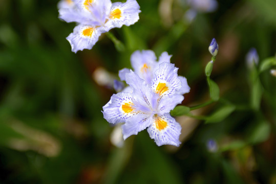 白色鸢尾花