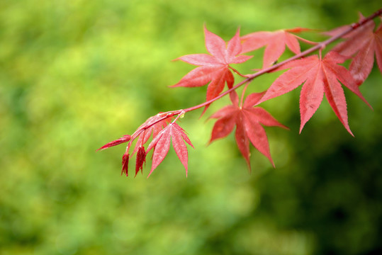 红色枫叶