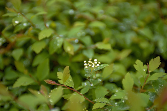 白色绣线菊