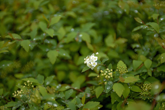 白色绣线菊