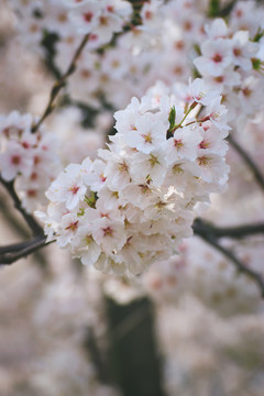 东京樱花