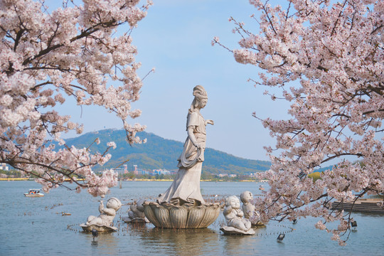 玄武湖樱花季