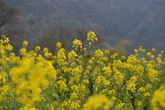 油菜花