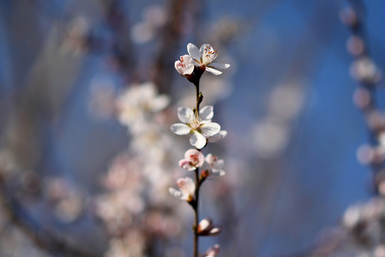 杏花