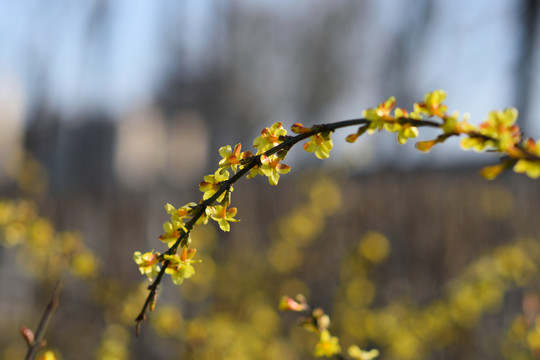 迎春花