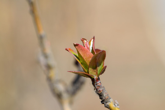 芽