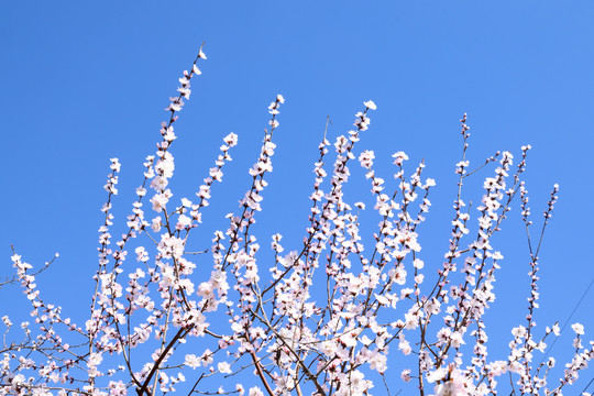 花枝