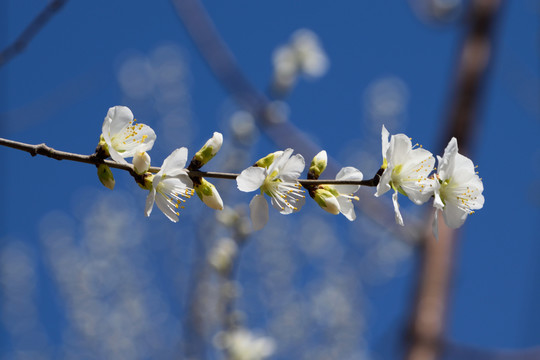 一枝花