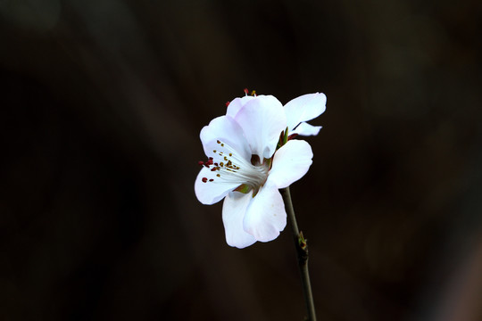 花朵特写