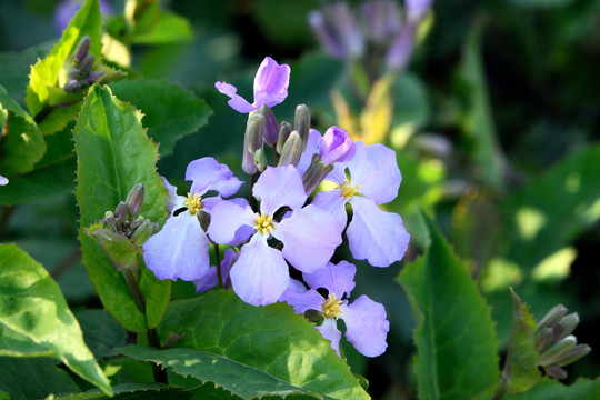 蓝香芥