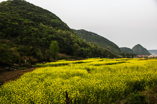 油菜花开