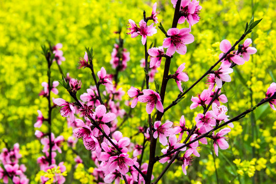 山桃花油菜花