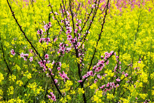 山桃花油菜花