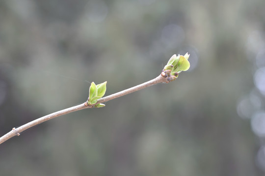 绿芽