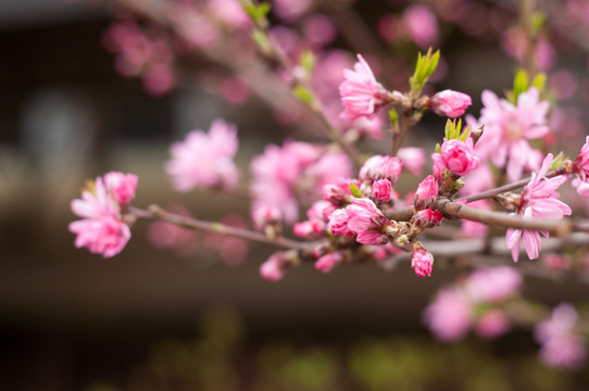 菊花桃