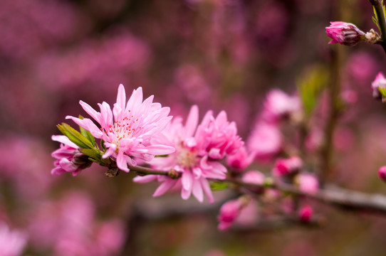 菊花桃