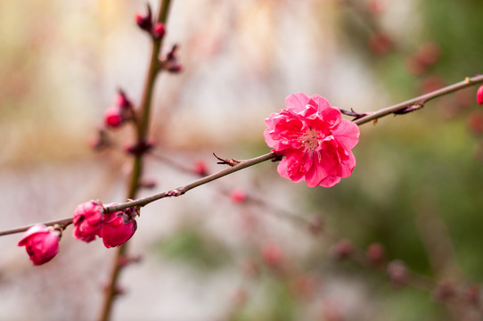 紫叶桃花