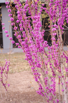 紫荆花