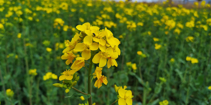 油菜花