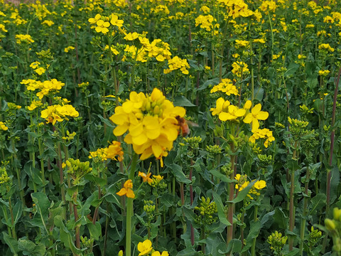 油菜花