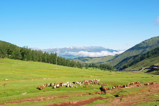 阿尔泰山的夏牧场