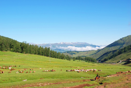 阿尔泰山的夏牧场